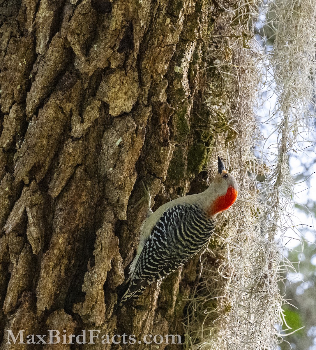 Red-bellied Woodpecker - ML618110400