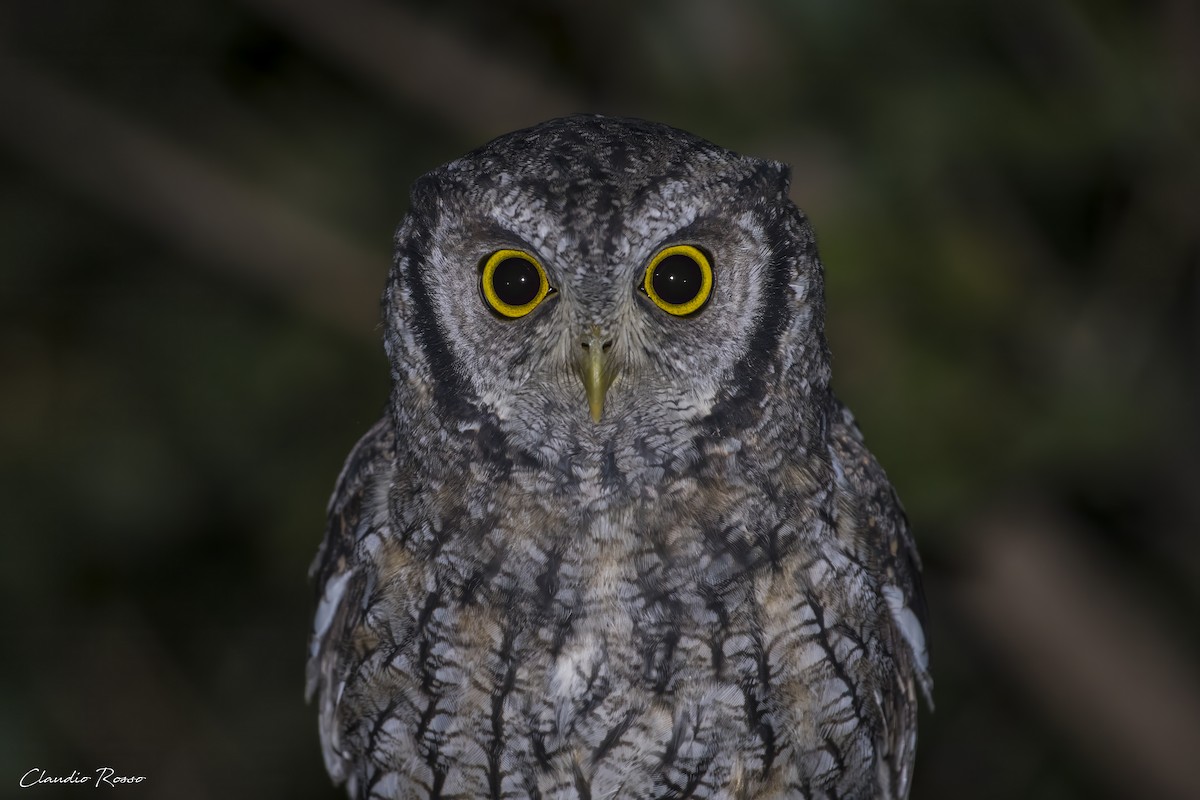 Tropical Screech-Owl - Claudio Rosso