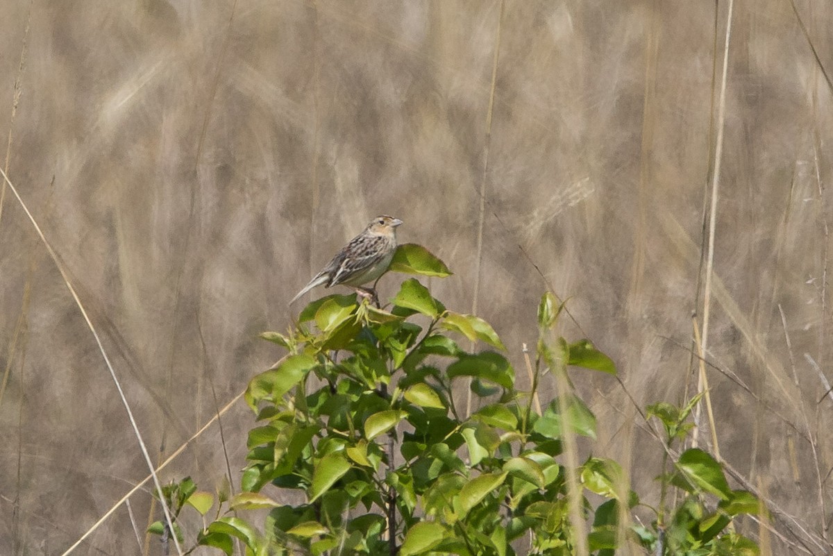 Grasshopper Sparrow - ML618110412