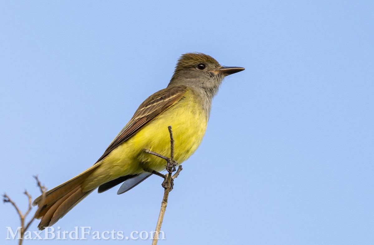 Great Crested Flycatcher - ML618110417