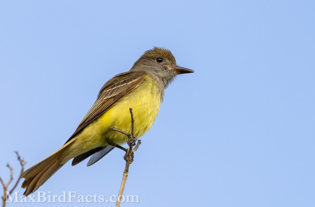 Great Crested Flycatcher - ML618110426