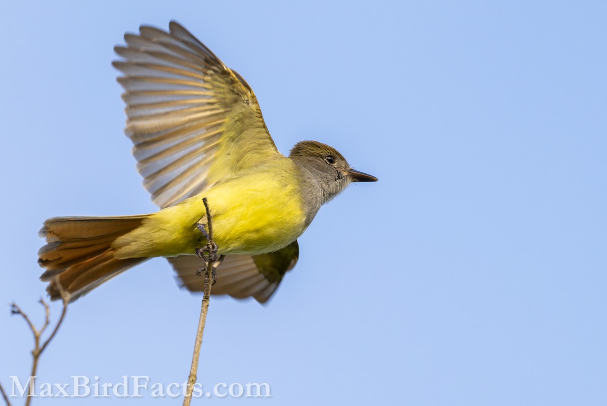 Great Crested Flycatcher - ML618110428