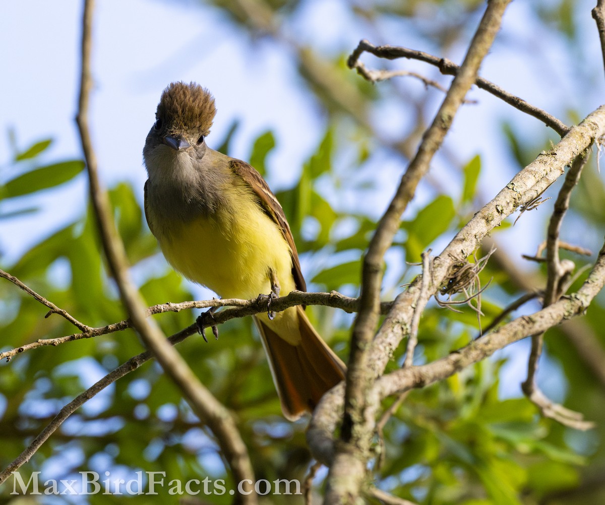 Great Crested Flycatcher - ML618110429