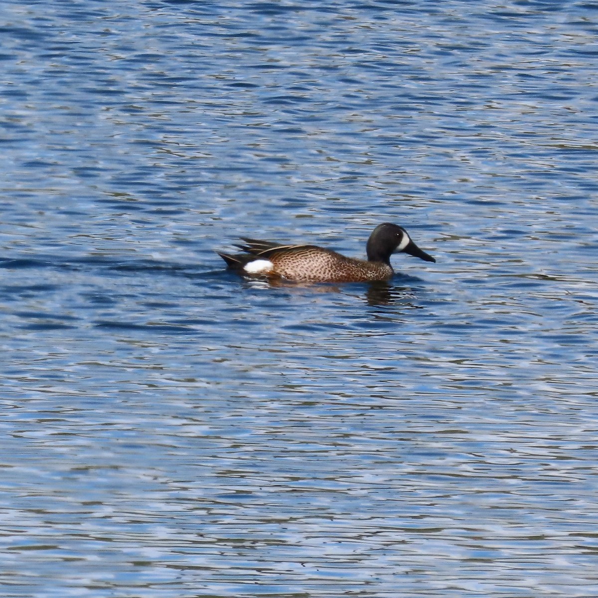 Blue-winged Teal - ML618110437