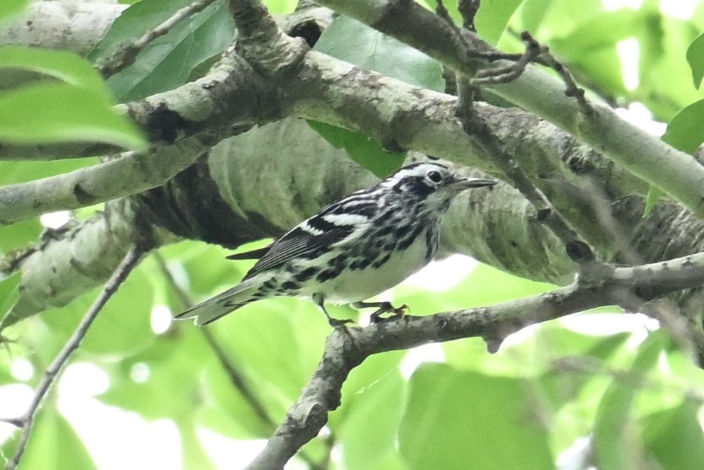 Black-and-white Warbler - ML618110526