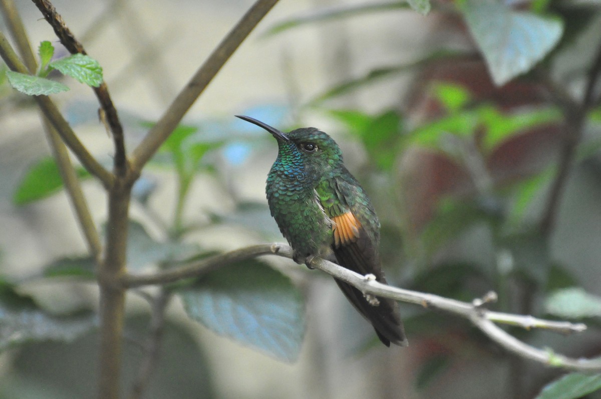 Stripe-tailed Hummingbird - ML618110528