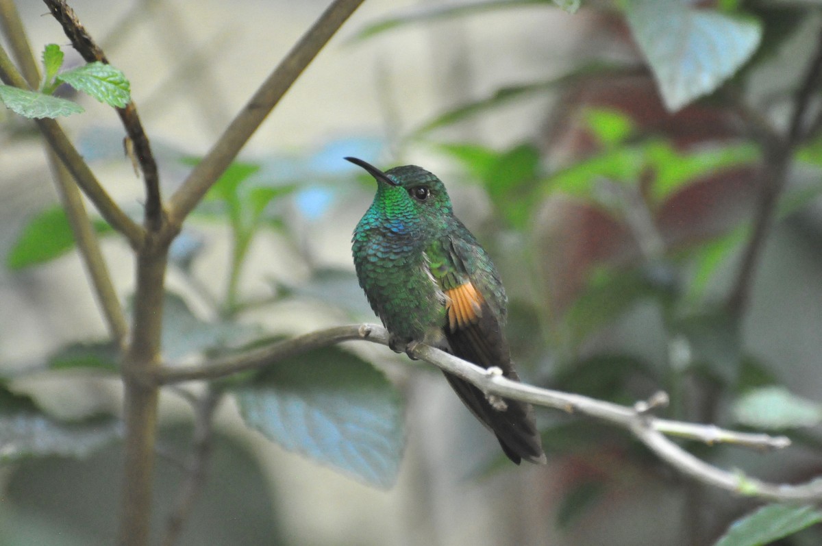 Stripe-tailed Hummingbird - ML618110529