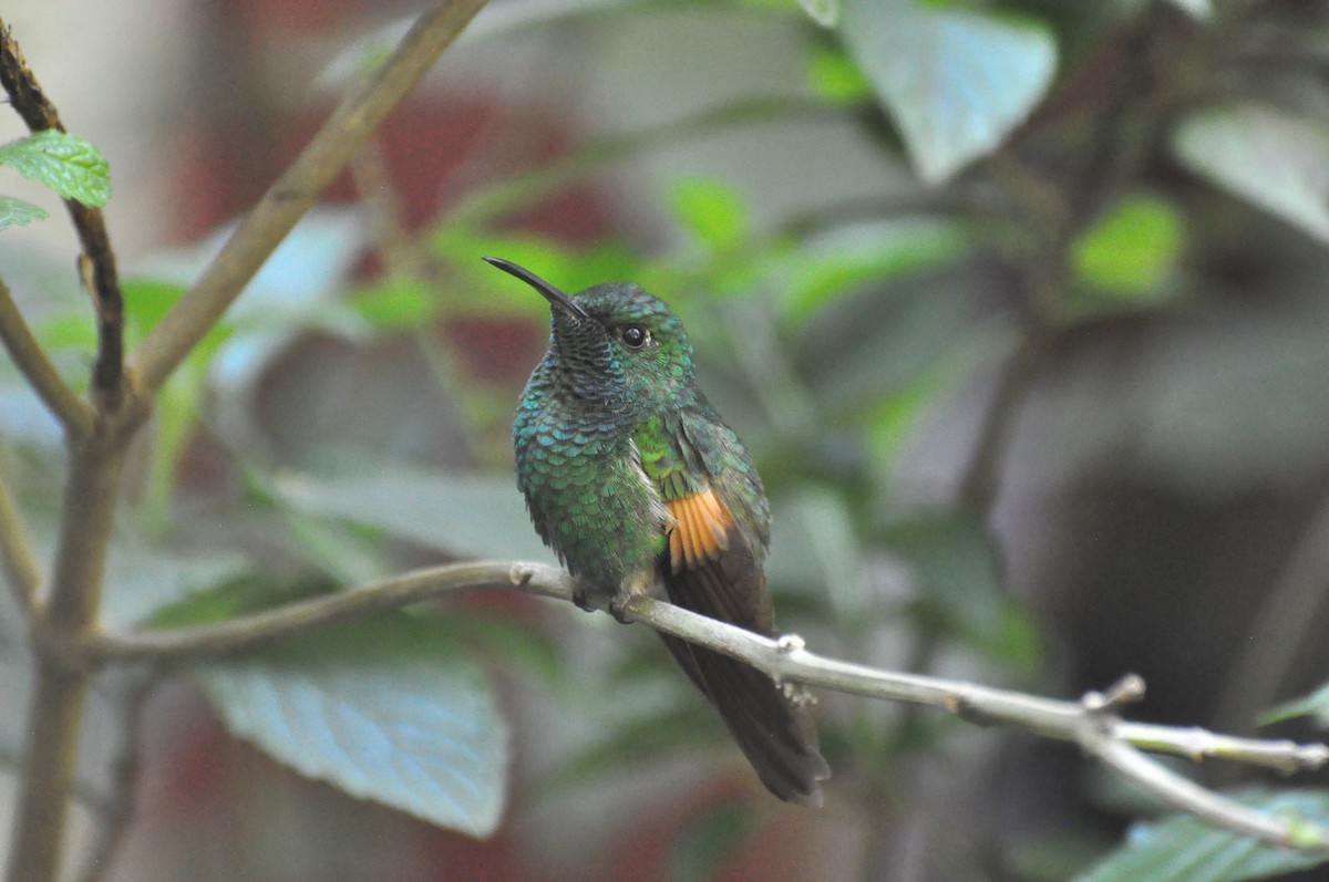 Stripe-tailed Hummingbird - ML618110530