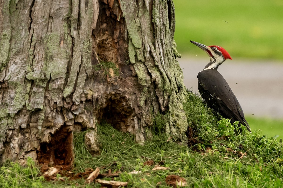 Pileated Woodpecker - Bill Massaro