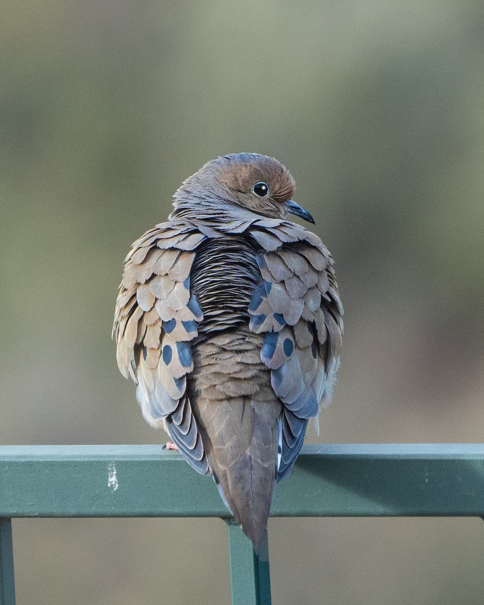 Mourning Dove - Cathy Severson