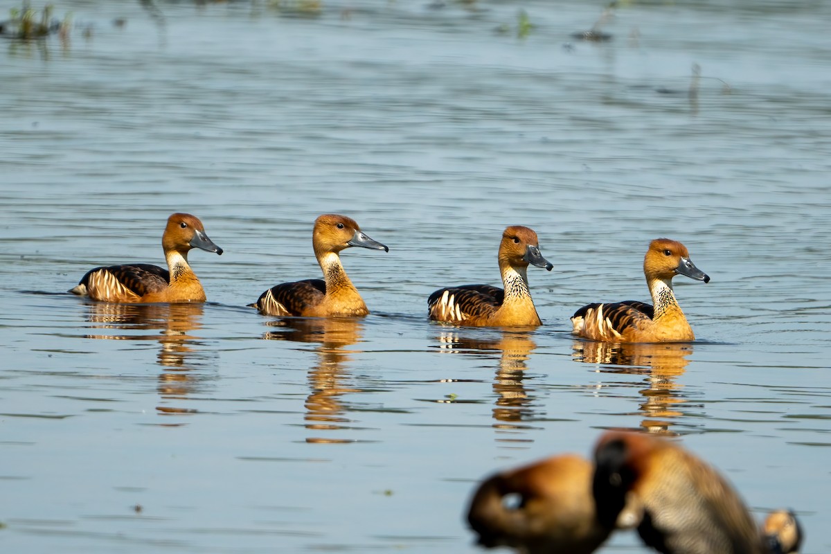 Fulvous Whistling-Duck - ML618110569