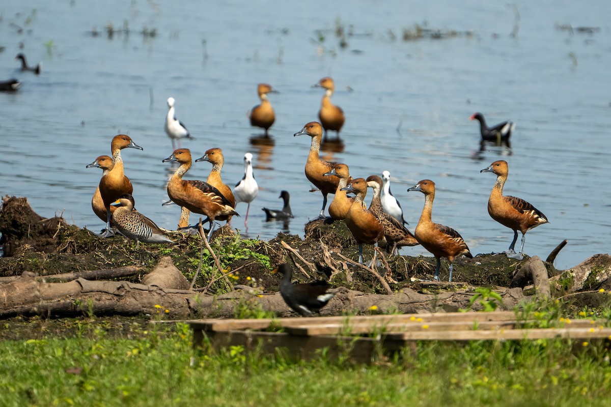 Fulvous Whistling-Duck - ML618110570
