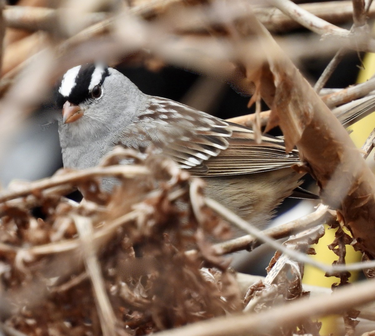 White-crowned Sparrow - ML618110600