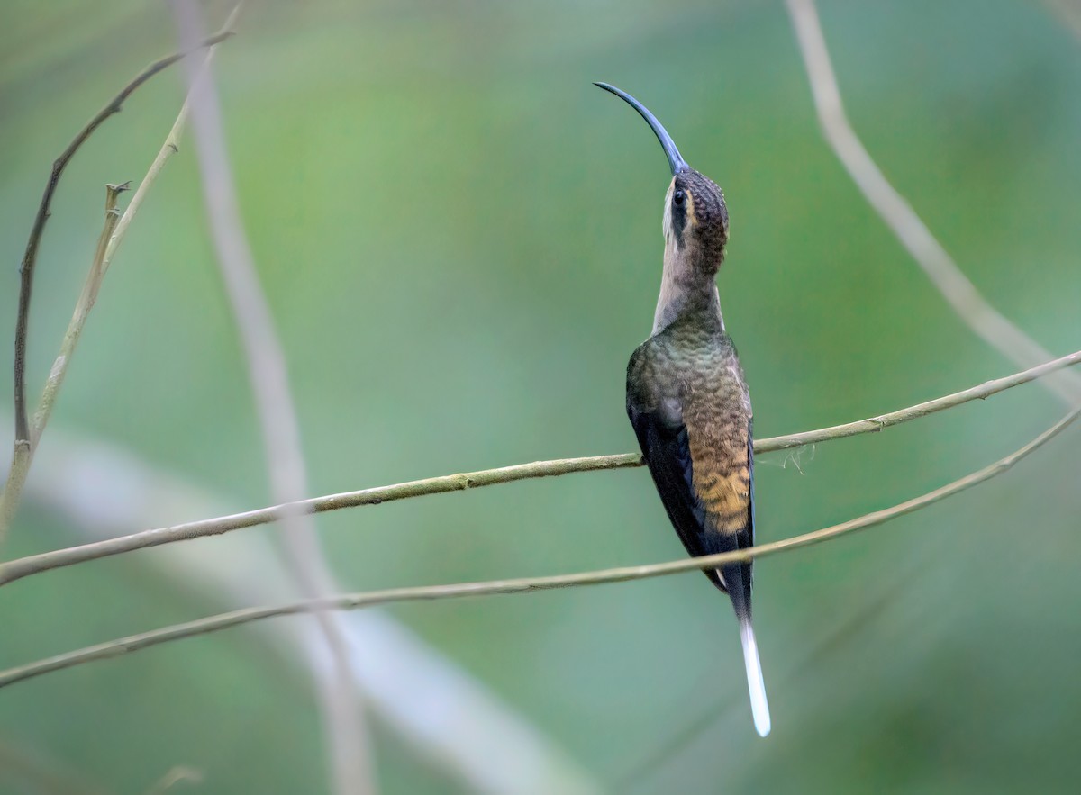 Длинноклювый колибри-отшельник - ML618110613