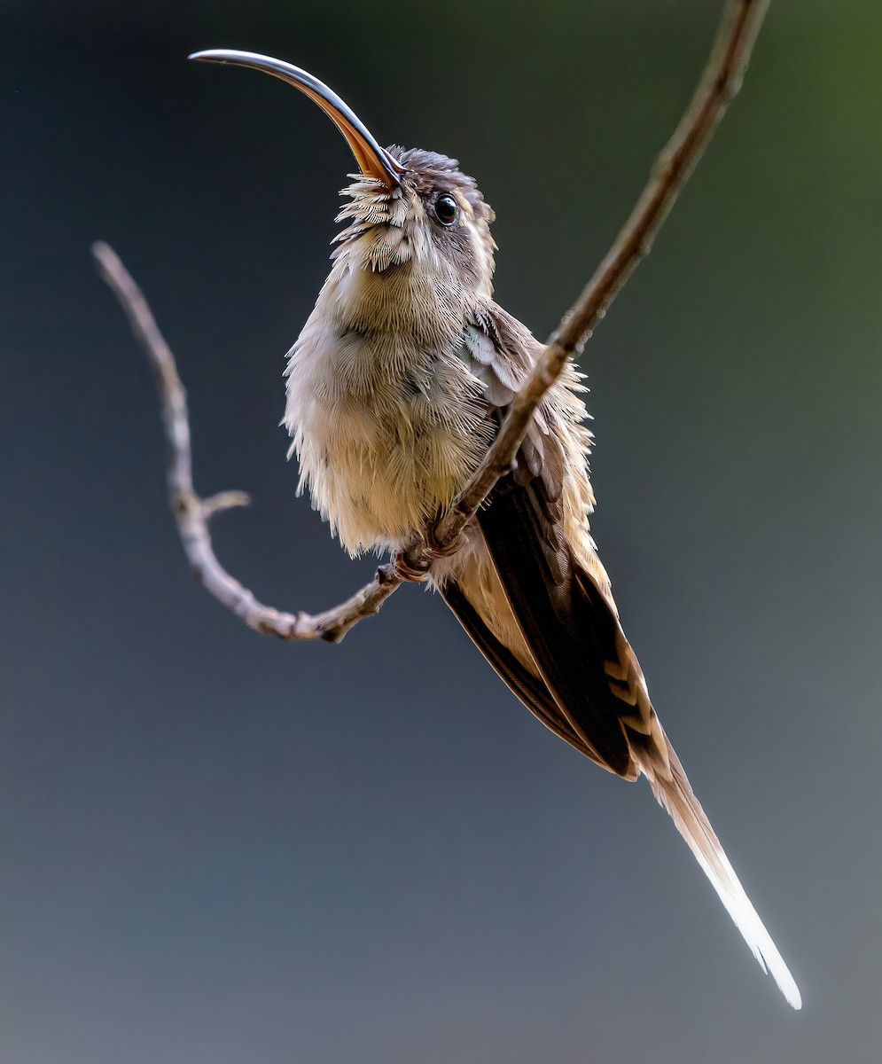 Длинноклювый колибри-отшельник - ML618110616