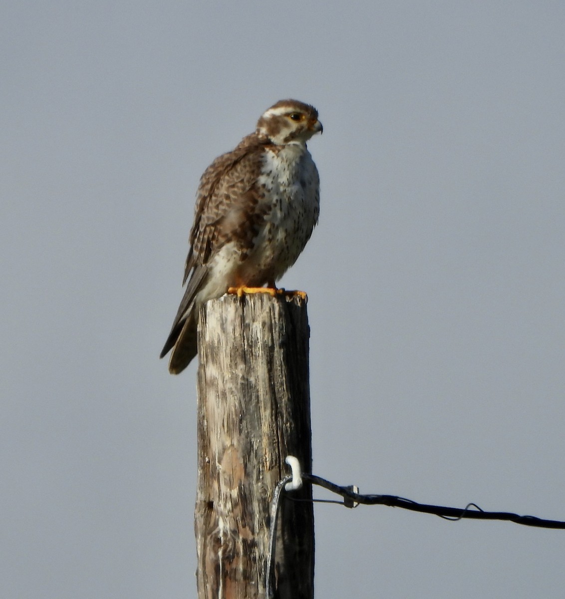 Prairie Falcon - Jane Orbuch