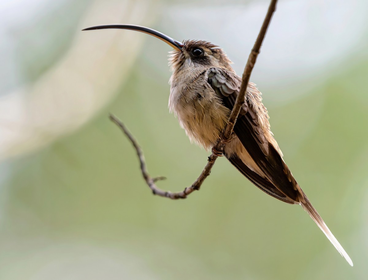 kolibřík tmavolící - ML618110619