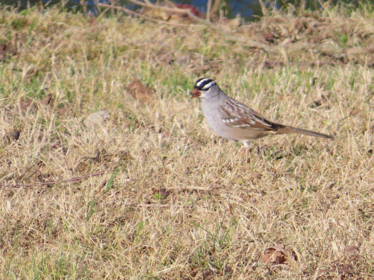 White-crowned Sparrow - ML618110627