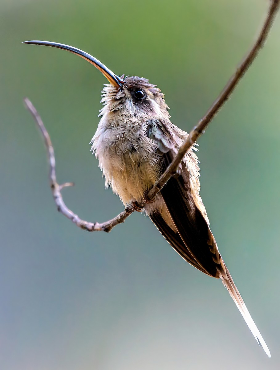 Длинноклювый колибри-отшельник - ML618110636
