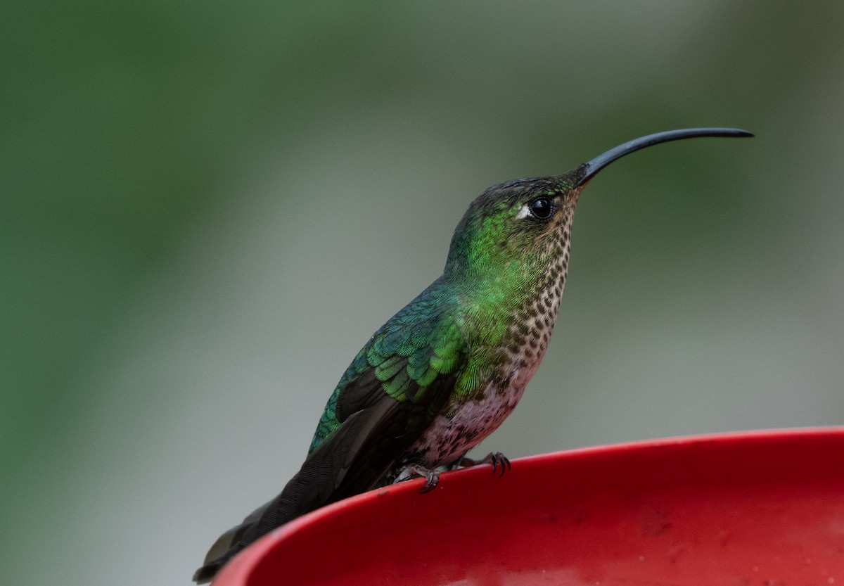 kolibřík aksamitový - ML618110641