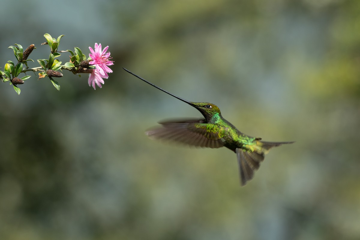 Sword-billed Hummingbird - ML618110690