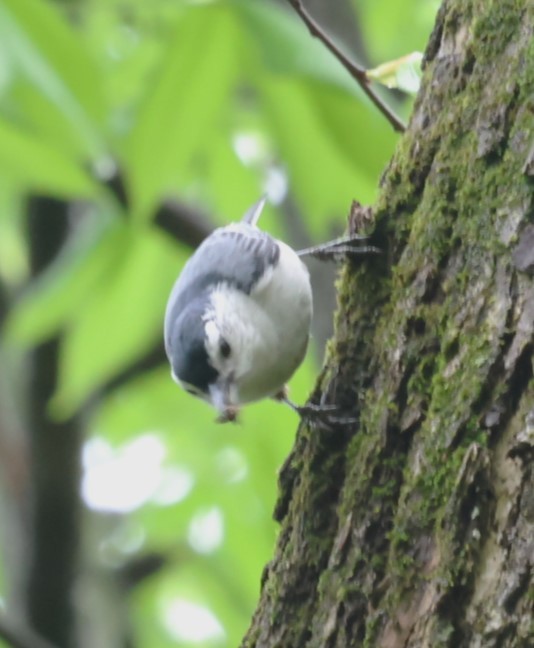 White-breasted Nuthatch - BRIAN LOBO