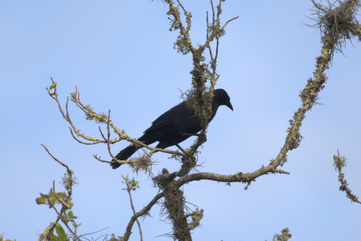 Boat-tailed Grackle - ML618110710