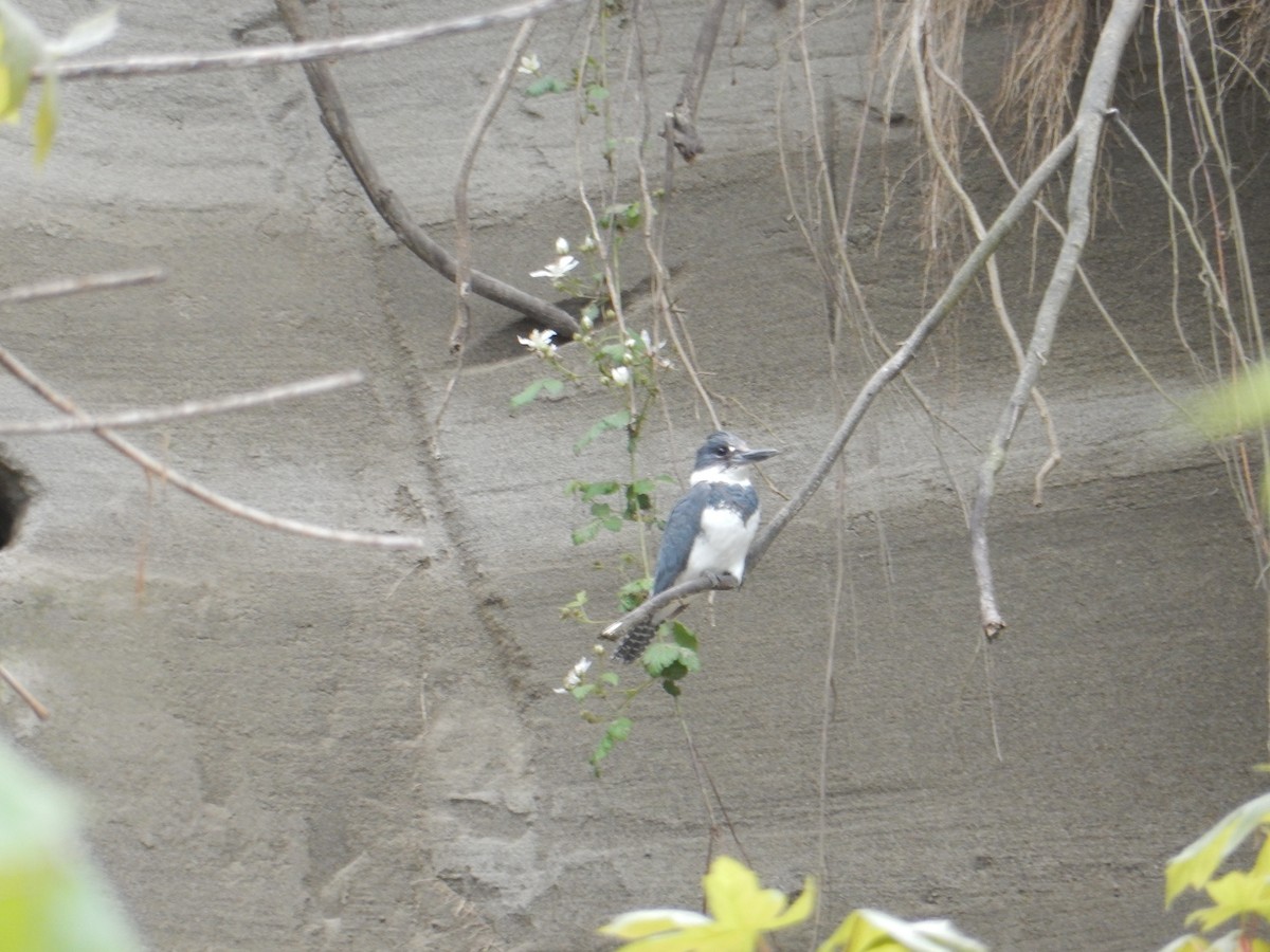 Belted Kingfisher - ML618110719