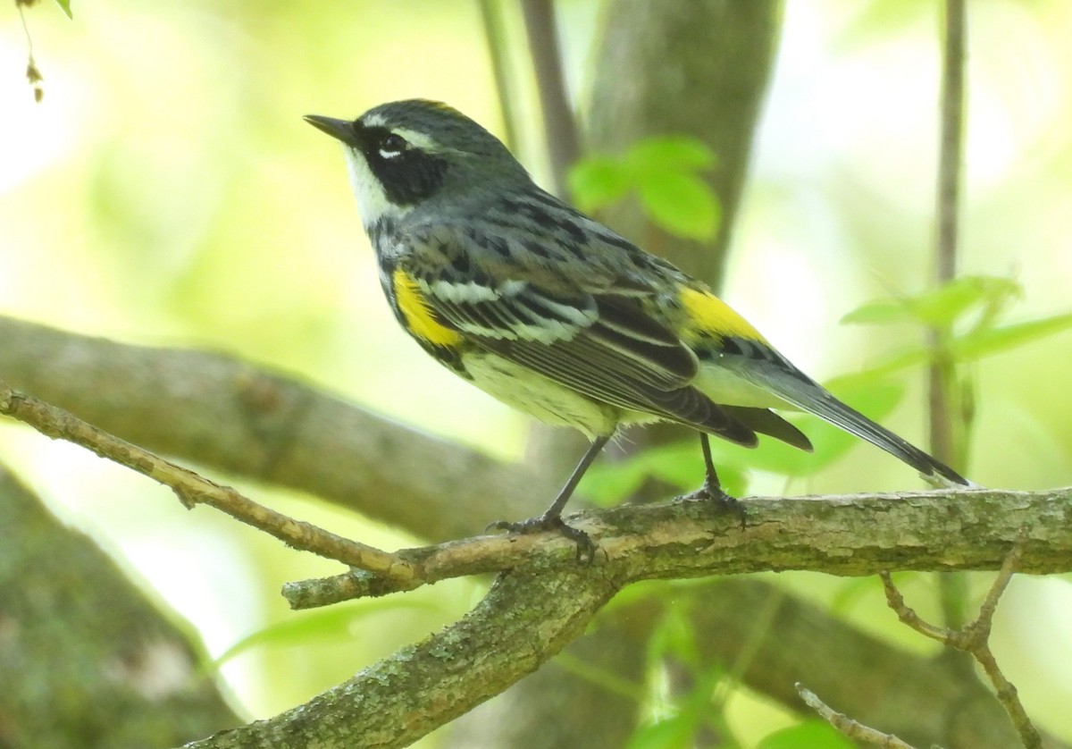 Yellow-rumped Warbler (Myrtle) - ML618110728