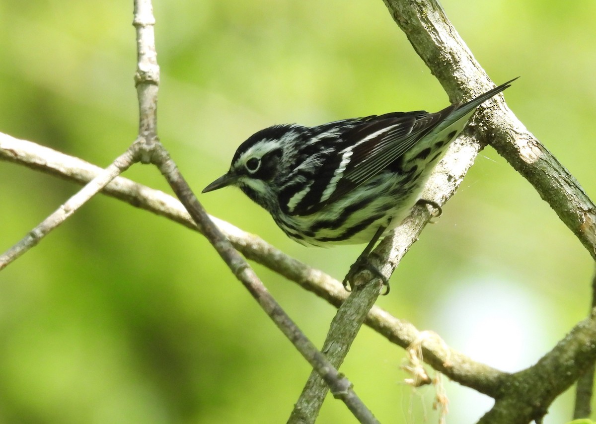 Black-and-white Warbler - ML618110731
