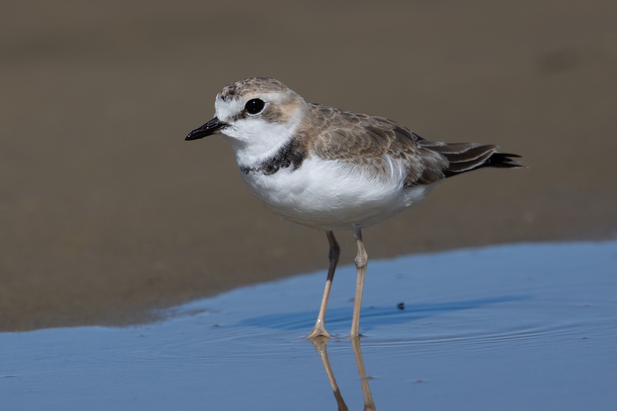 Collared Plover - ML618110736