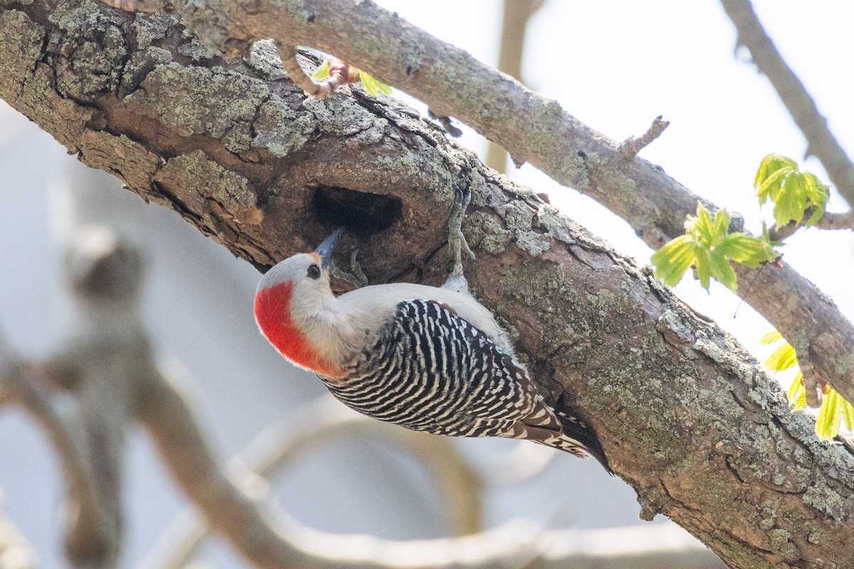 Red-bellied Woodpecker - Cody Limber