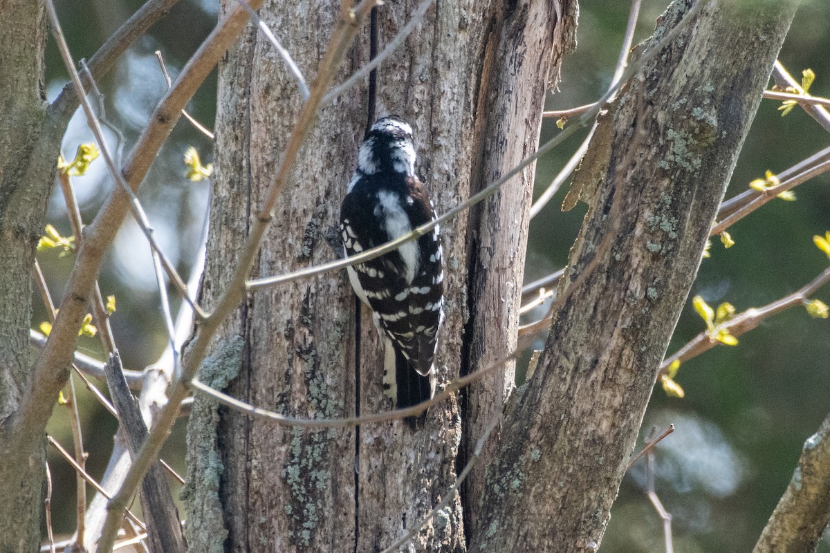 Downy Woodpecker (Eastern) - Cody Limber