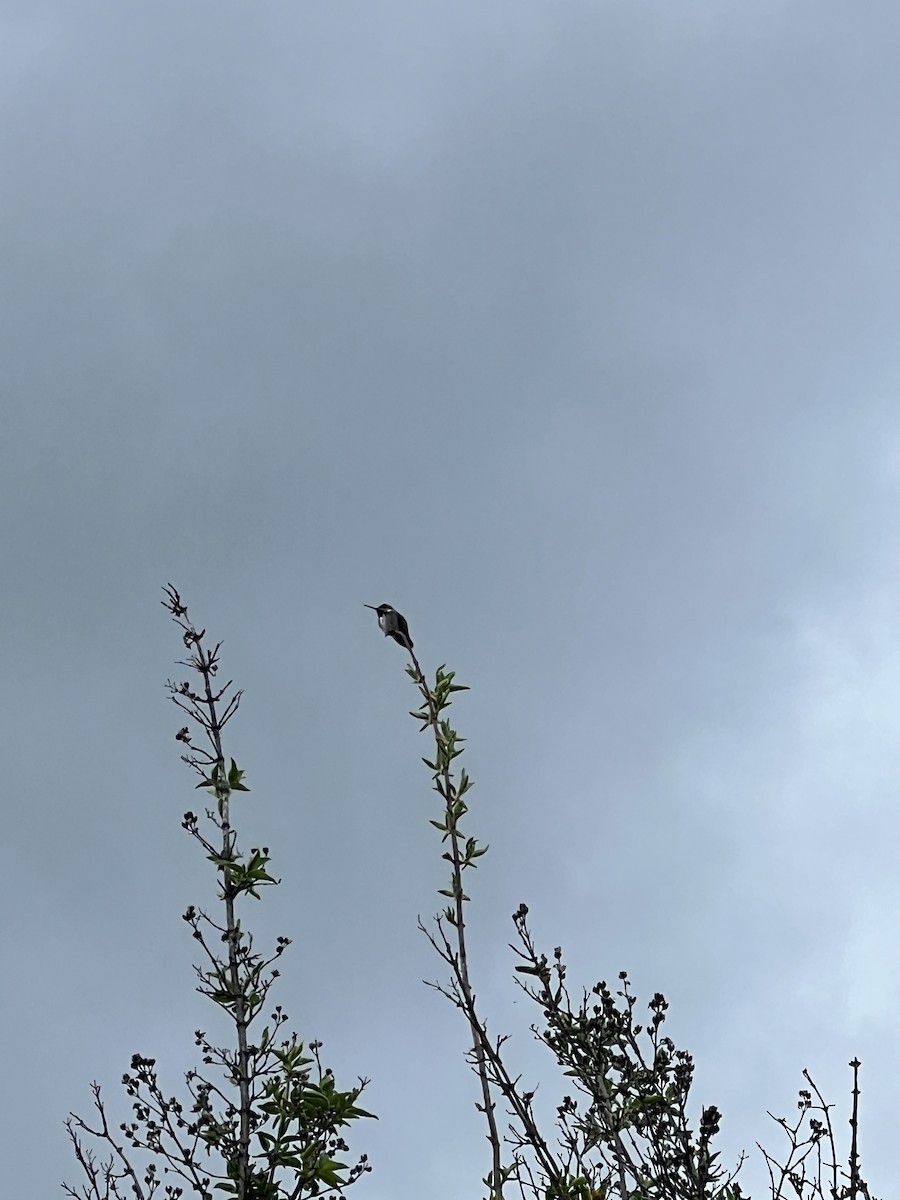 Calliope Hummingbird - Talia Mensik