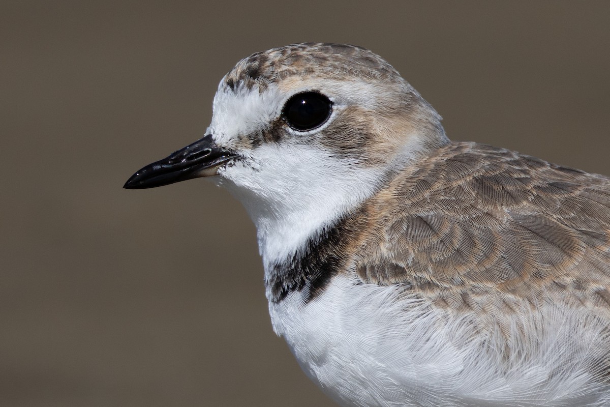 Collared Plover - ML618110867