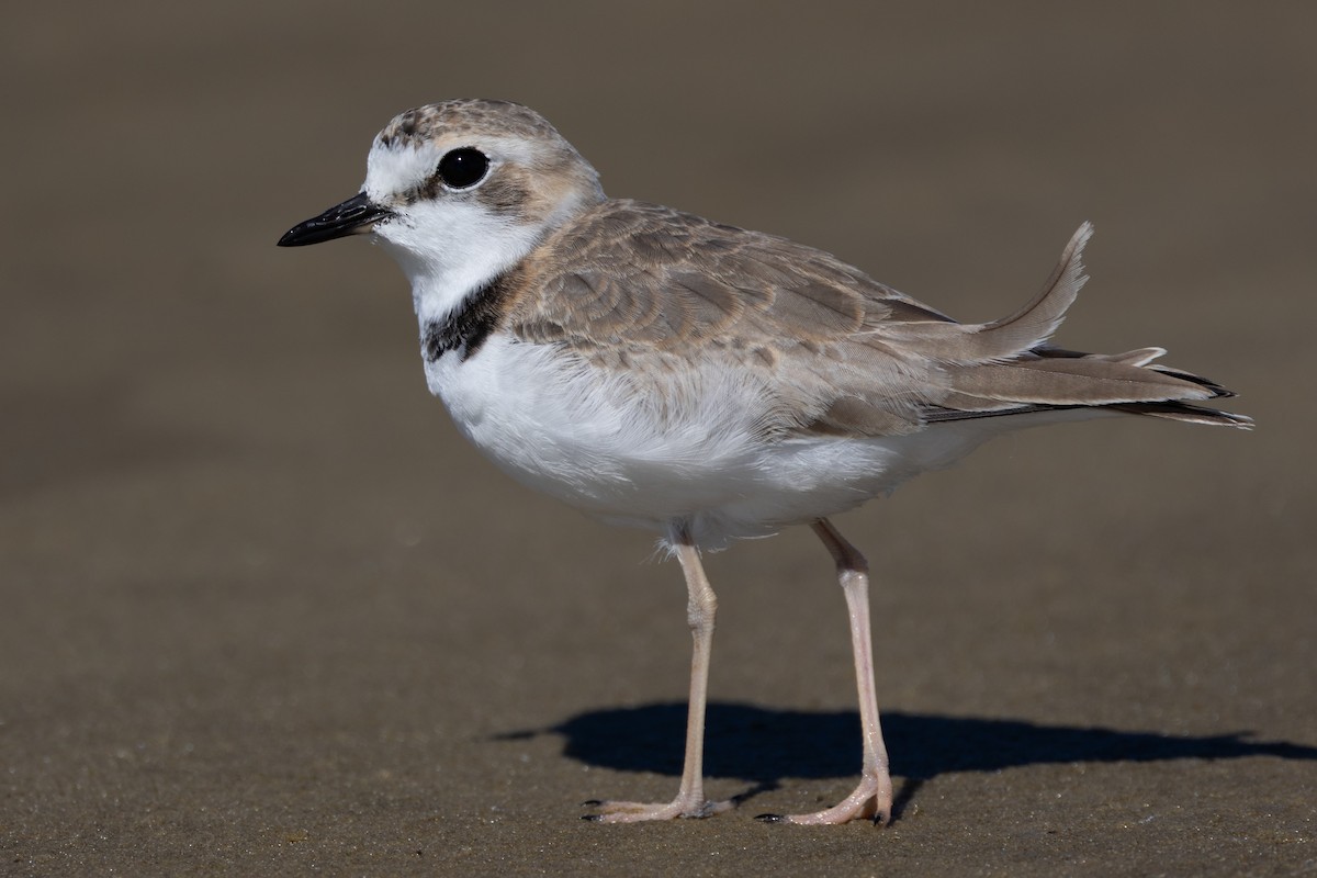 Collared Plover - ML618110869