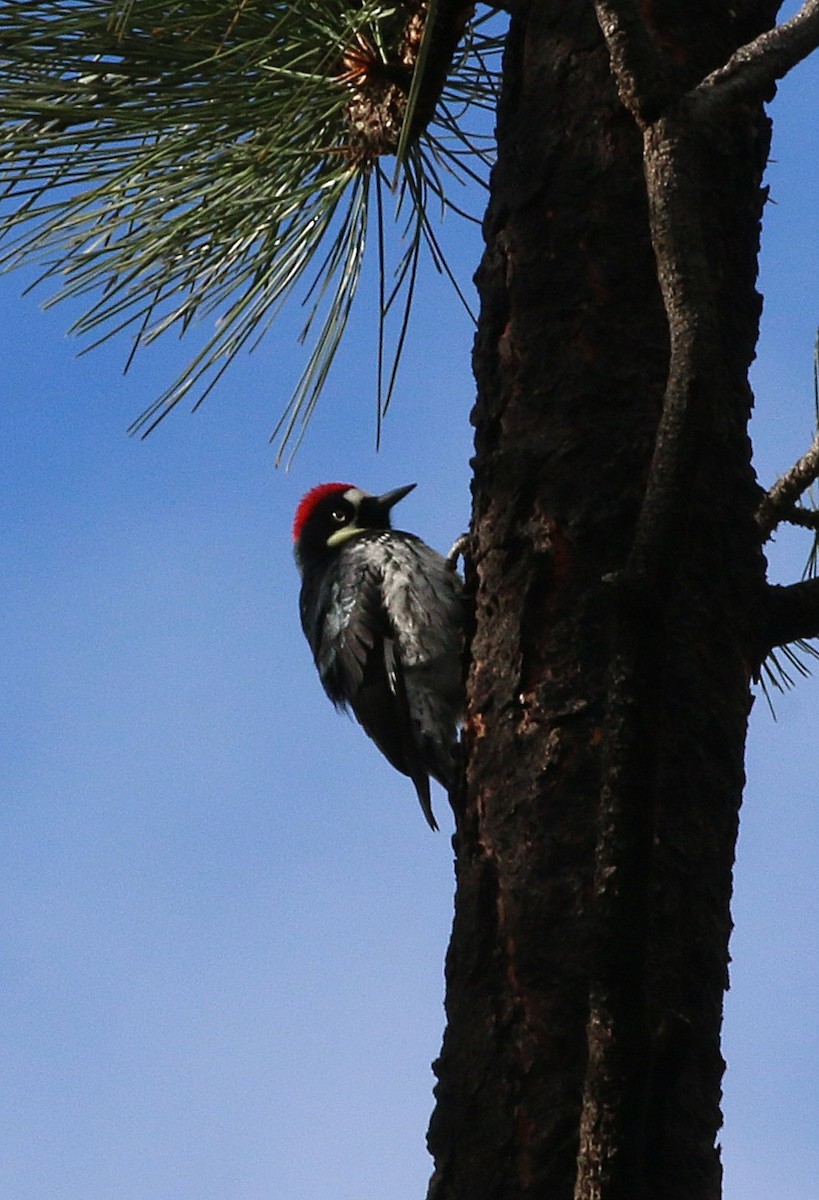 Acorn Woodpecker - ML618110878