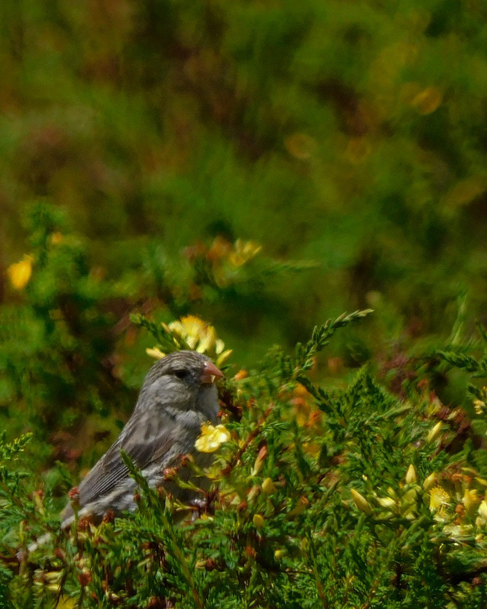 Plain-colored Seedeater - Fredy Acosta Diaz