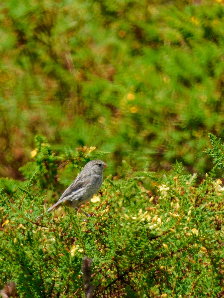 Plain-colored Seedeater - ML618110912