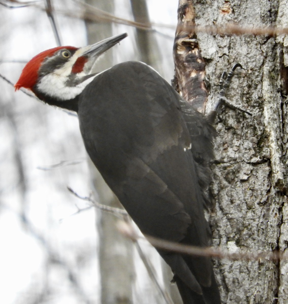 Pileated Woodpecker - kim schonning
