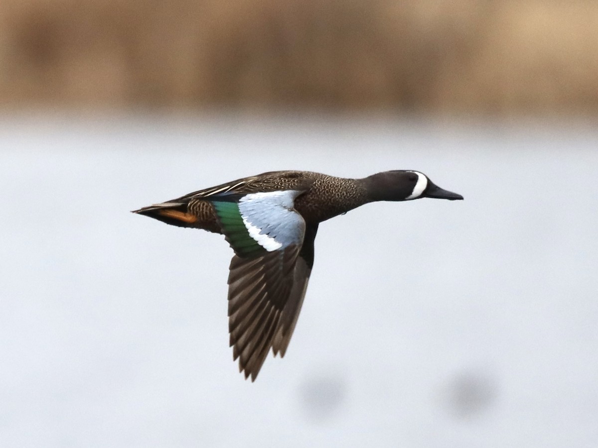 Blue-winged Teal - ML618110947