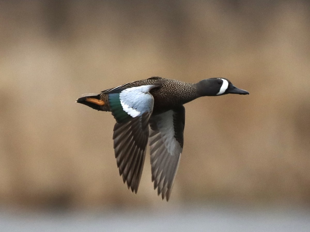 Blue-winged Teal - ML618110948