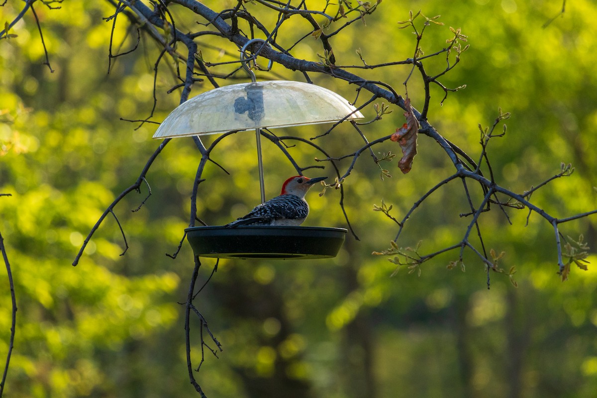 Red-bellied Woodpecker - ML618110952