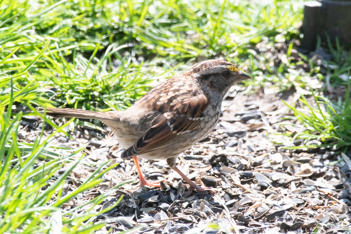 White-throated Sparrow - Cody Limber