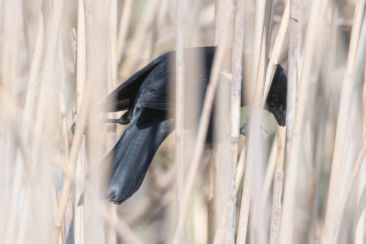 Red-winged Blackbird (Red-winged) - ML618110991