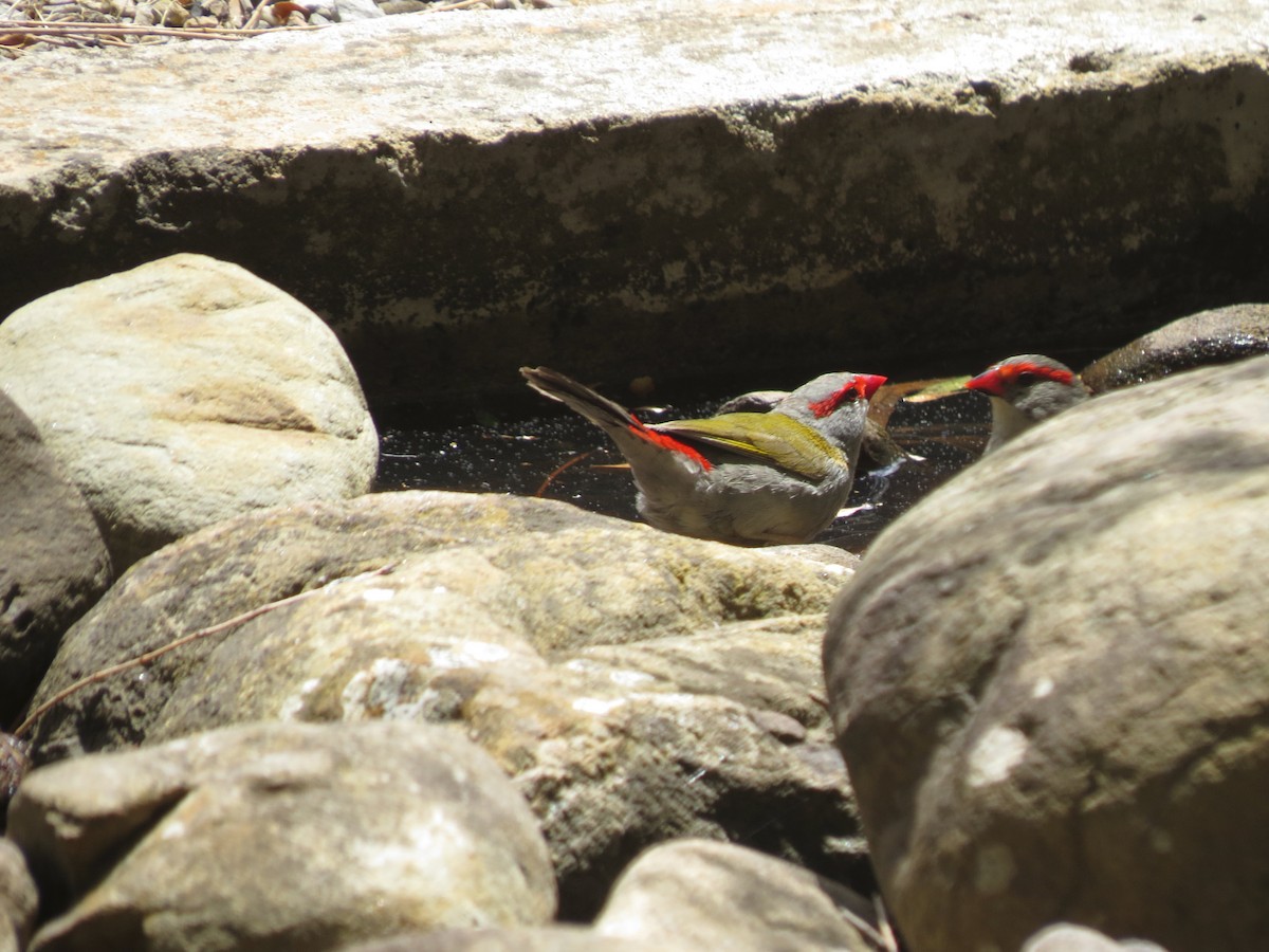 Red-browed Firetail - ML618110996