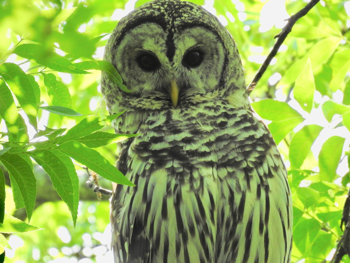 Barred Owl - Wendi Leonard