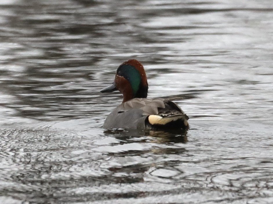 Green-winged Teal - ML618111008