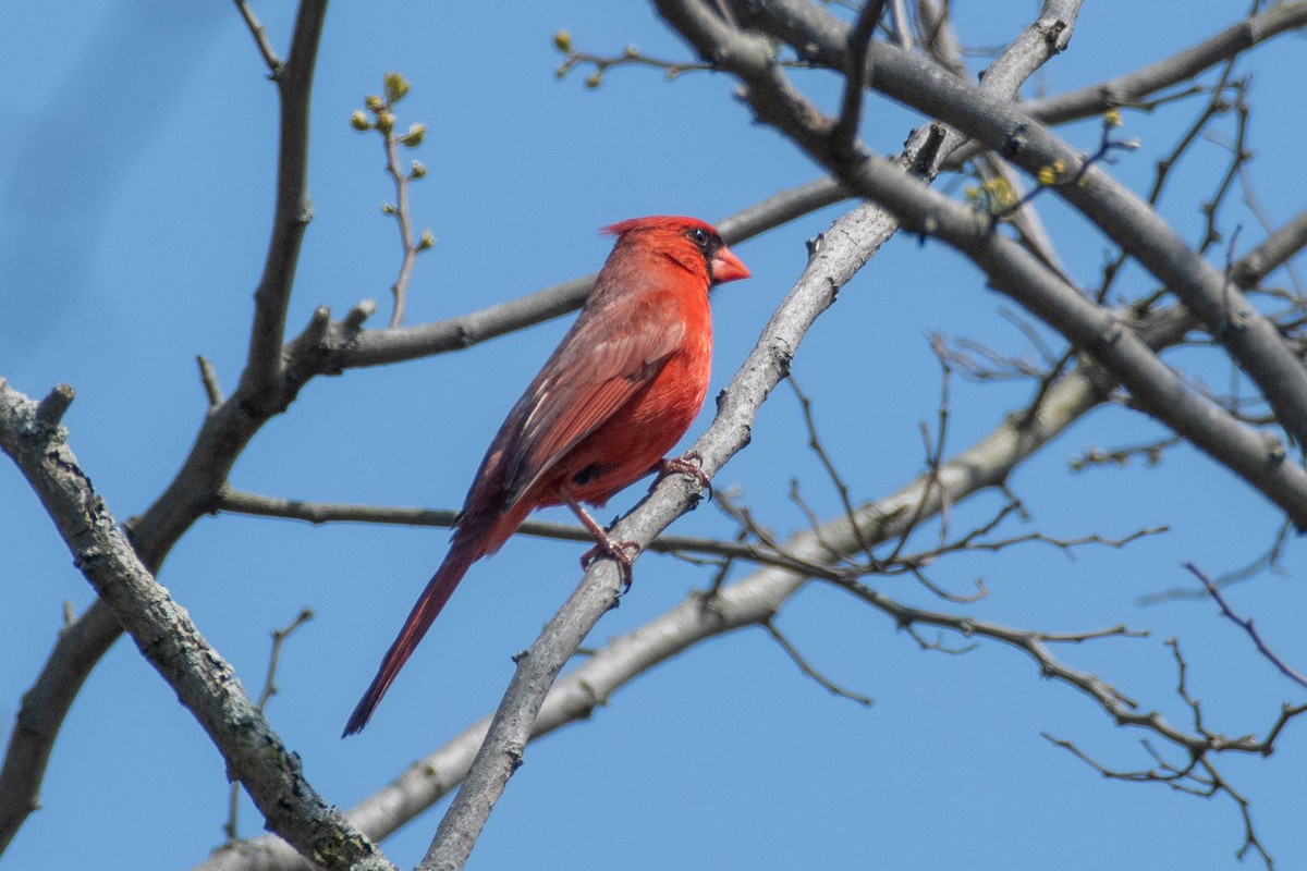 Northern Cardinal - Cody Limber