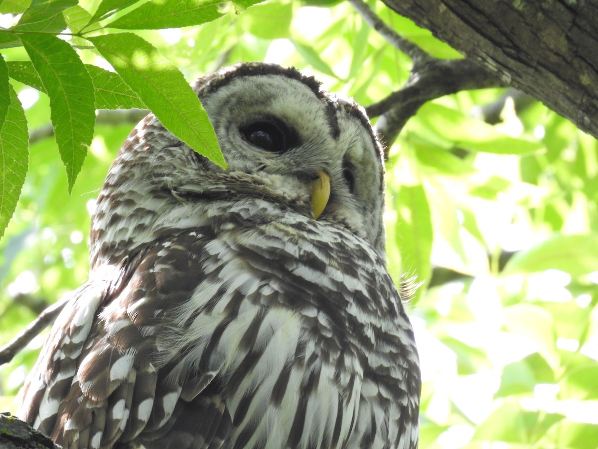 Barred Owl - ML618111018
